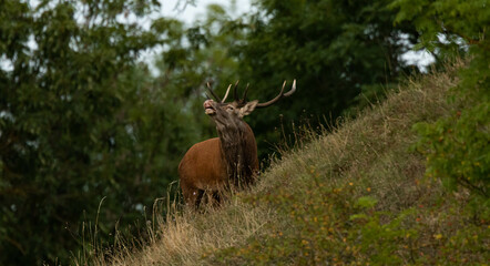 Cerf brame