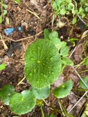 Gotu kola , Centella asiatica, trees and green leaves, fresh green leaf with water drops. Rain drops on leaf. Leaf on raining day. Gotu kola. Centella Asiatica. leaf with rain drops background. 