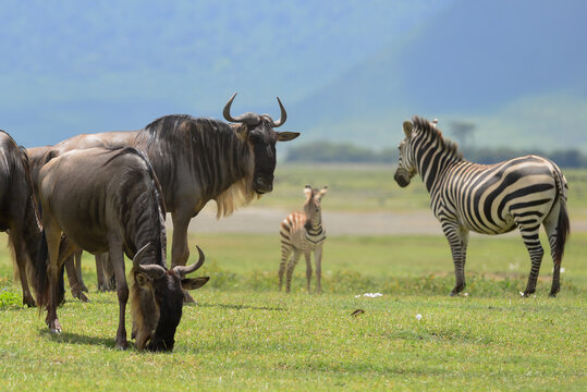 On the savannah