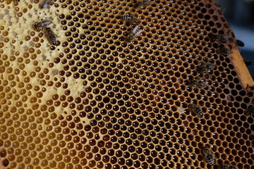 FU 2020-10-31 BienenHelmut 63 Bienenwabe mit offenen Löchern