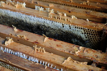 FU 2020-10-31 BienenHelmut 66 Bienenwabenrahmen sind nebeneinander angeordnet - obrazy, fototapety, plakaty