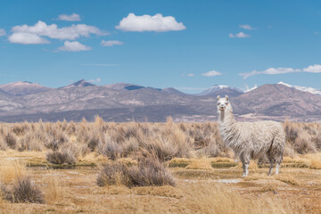 alpacas and llamas grazing in the sajama national park in bolivia on a sunny day with blue sky and clouds surrounded by snowy mountains and dry vegetation © roy