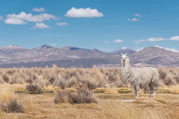 Foto auf Acrylglas alpacas and llamas grazing in the sajama national park in bolivia on a sunny day with blue sky and clouds surrounded by snowy mountains and dry vegetation © roy