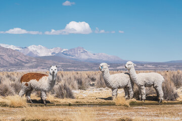 alpacas and llamas grazing in the sajama national park in bolivia on a sunny day with blue sky and...