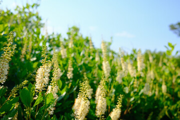 bumble bee on a thistle