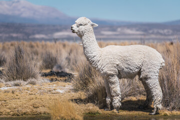 Fototapeta premium alpacas and llamas grazing in the sajama national park in bolivia on a sunny day with blue sky and clouds surrounded by snowy mountains and dry vegetation