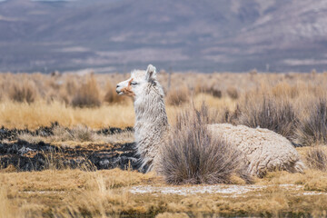Fototapeta premium alpacas and llamas grazing in the sajama national park in bolivia on a sunny day with blue sky and clouds surrounded by snowy mountains and dry vegetation
