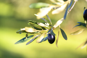 Olive bunch with black ripe olives in olive grove on a blurred background, Puglia, Italy. Copy...