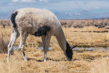 alpacas and llamas grazing in the sajama national park in bolivia on a sunny day with blue sky and clouds surrounded by snowy mountains and dry vegetation