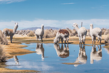 alpacas and llamas grazing in the sajama national park in bolivia on a sunny day with blue sky and clouds surrounded by snowy mountains and dry vegetation