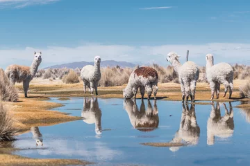 Poster alpacas and llamas grazing in the sajama national park in bolivia on a sunny day with blue sky and clouds surrounded by snowy mountains and dry vegetation © roy