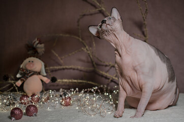 The funny pink sphinx cat looking up. Stillife with the sphinx cat.