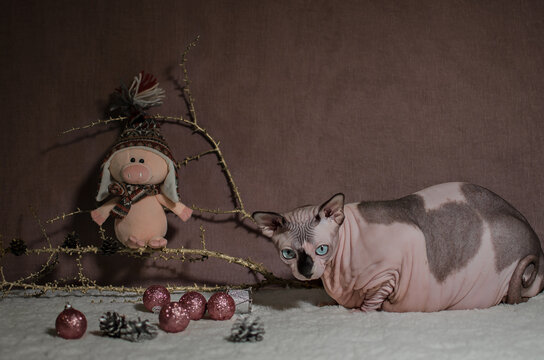 The funny pink sphinks cat.  Background.