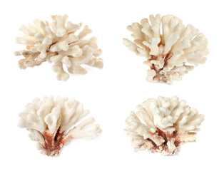 Set with beautiful corals on white background