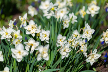 White daffodils bloom in a flower bed on a sunny spring day.