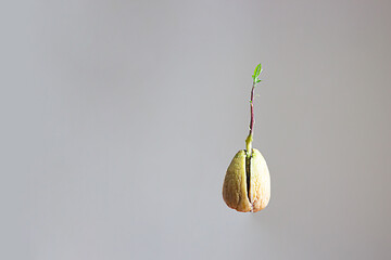 avocado sprout from a stone on a gray background.isolate