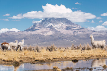 alpacas and llamas grazing in the sajama national park in bolivia on a sunny day with blue sky and...