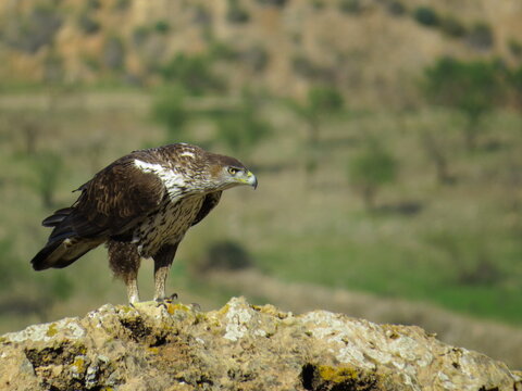 Aquila fasciata. Aguila perdicera