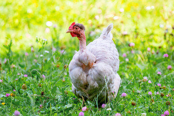 White chicken breed naked neck in the garden on the grass
