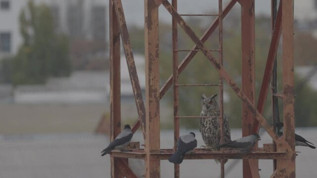 Long eared Owl Asio otus on a metal structure, surrounded by aggressive crows. Bird life in the city. Slow motion 120 fps