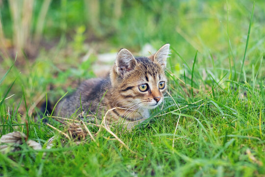 A young striped kitten with an expressive look sits in the tall grass