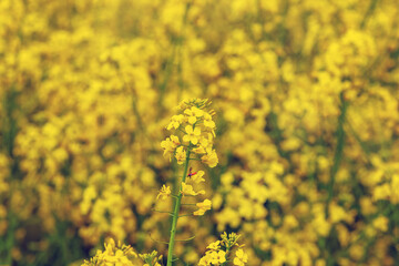 Obraz premium Yellow rapeseed flowers in the field. Rapeseed flowering. Rapeseed cultivation
