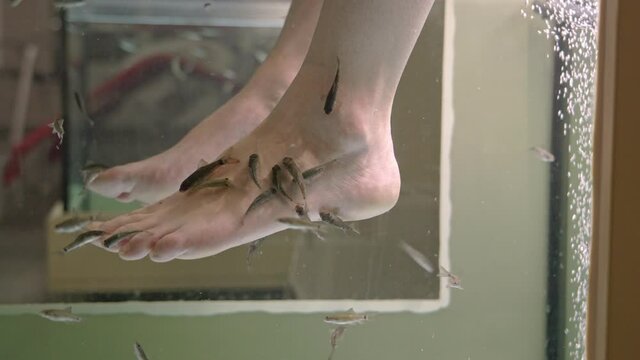 Doctor fish (rufa gara) clean foot, natural skin care therapy. Slow motion video