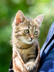 Elderly woman holding a small striped kitten, a kitten in the arms of a woman