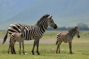 Fototapeta na wymiar Zebra with foals