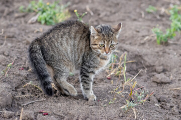 Naklejka na ściany i meble Small striped scared kitten with a curved back