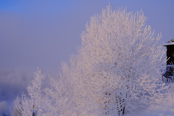 Snow-covered trees in hoarfrost at a ski resort, lift, funicular, ski lift