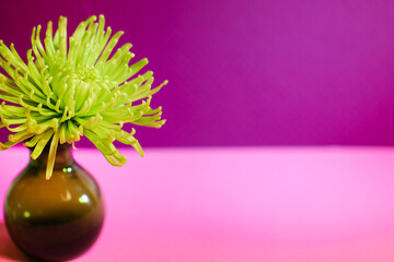 A fresh, green spider mum flower in a vase against a purple and pink background, with copy space