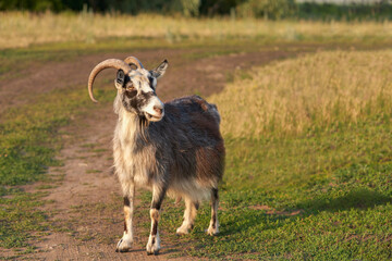 Fototapeta premium An independent goat returns from the pasture to the stable along the village road. Copy space.