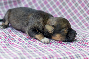 A small newborn puppy lies on a checkered cloth