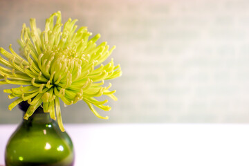 A fresh, green spider mum flower in a vase against a pale gray-green and white background, with copy space