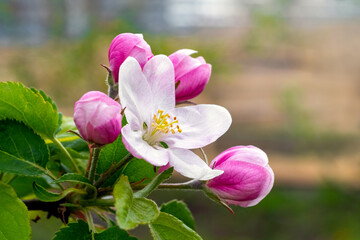 Flowers and buds of apple trees on a tree. Apple tree branch during flowering