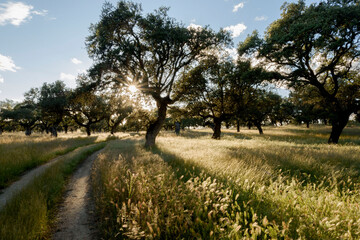 Encinas a contraluz en la reserva de la biosfera de Monfrag&uuml;e en Extremadura, Espa&ntilde;a en Primavera