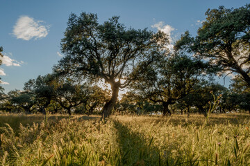 Encinas a contraluz en la reserva de la biosfera de Monfrag&uuml;e en Extremadura, Espa&ntilde;a en Primavera