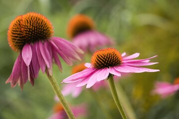 Fototapeta premium flowers in a garden