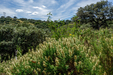 Parque nacional de Monfragüe en Extremadura España en primavera dehesas y paisaje natural