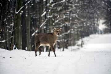 Wild roe deer in the winter forest in the wild.