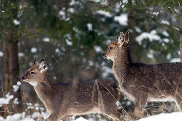 Wild roe deer in the winter forest in the wild