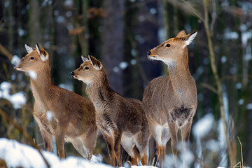 Wild roe deer in the winter forest in the wild