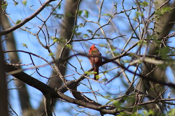 red cardinal on a branch