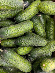 Background of fresh green cucumbers 