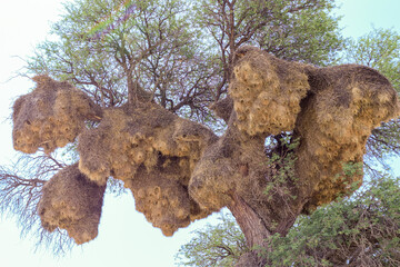 Sociable weaver nests in the Kgalagadi