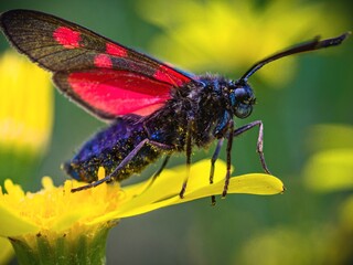 butterfly on a flower