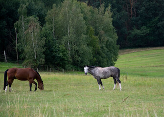 Obraz premium horses grazing in a meadow