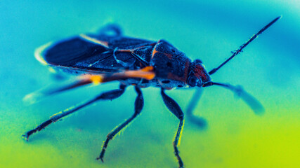 Insects that are sitting on the terrace of the house, taken in conditions under the light of the house lamp.