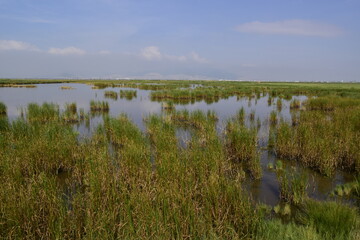view of the horizon with the bottom of a lake covered with aquatic vegetation such as salt grass